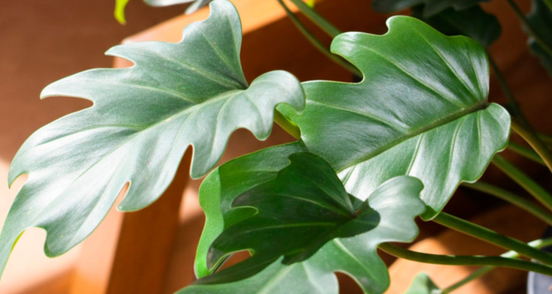 Plantas